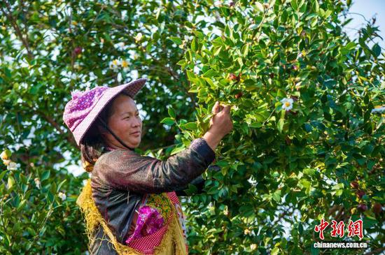 金秋时节，贵州省从江县丙妹镇大塘村千亩油茶高产示范基地迎来采摘期，当地村民趁着晴好天气抓紧采摘、搬运、装运油茶果，一派繁忙的丰收景象。目前，从江油茶种植面积累计18.14万亩，挂果面积8.65万亩，通过“公司+基地+农户”的模式，带动群众增收致富。图为村民在采摘油茶果。吴德军 摄