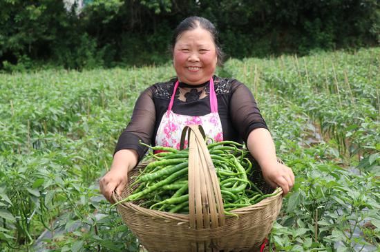 朱昌镇双堰社区高标准农田辣椒种植基地 辣椒喜获丰收。 刘娟 摄
