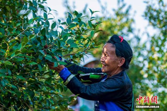 图为村民在贵州省从江县丙妹镇大塘村千亩油茶高产示范基地采摘油茶果。吴德军 摄