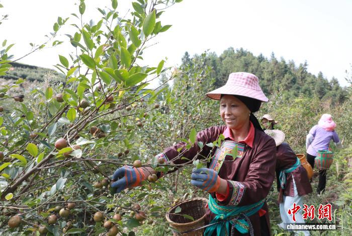 广西三江：油茶满枝富侗乡