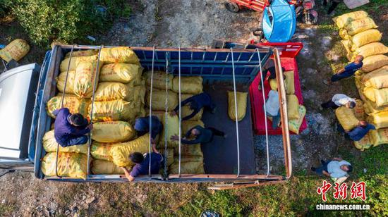 图为村民在贵州省从江县丙妹镇大塘村千亩油茶高产示范基地搬运油茶果。吴德军 摄