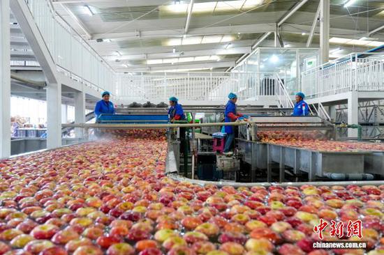 贵州威宁：智能分选助力苹果精准分级销往海内外