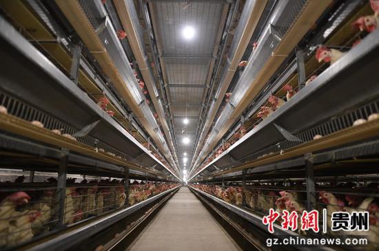 七星关区撒拉溪镇毕节盛园蛋业有限公司养殖基地。