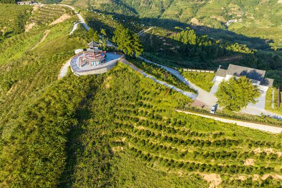 图为东兰县信河村利用水库移民后期扶持资金实施油茶种植开发产业基地。东兰县融媒体中心供图