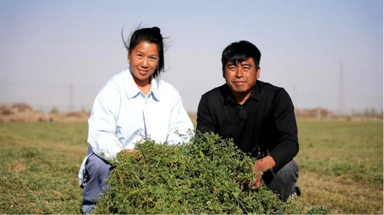 种植户夫妇在苜蓿地里查看苜蓿晾晒情况。（穆拉迪力·阿卜杜拉 摄）