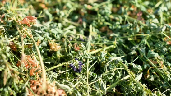 长势茂盛的苜蓿植株。（穆拉迪力·阿卜杜拉 摄）