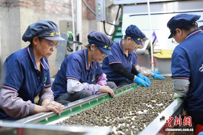 小螺蛳撬动大产业 广西柳江做强螺蛳粉配套产业