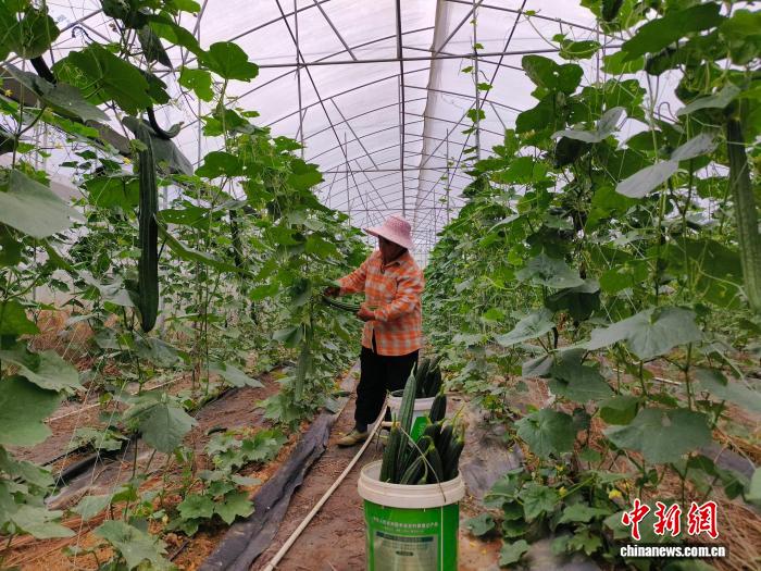 广西贺州花坪村闲置大棚变身富民产业