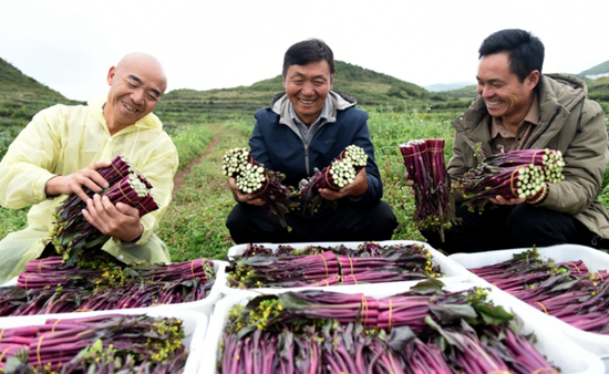 大湾镇海嘎村高山红菜苔丰收 黄庆松/摄