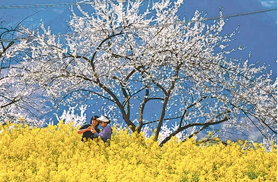 当区水田镇的李子花、油菜花争相开放。 李雁秋 摄