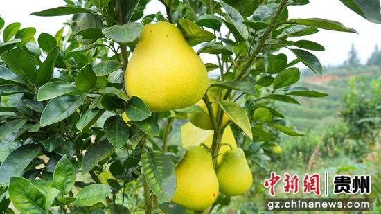 静挂枝头的成熟香柚。吴麟钦 摄