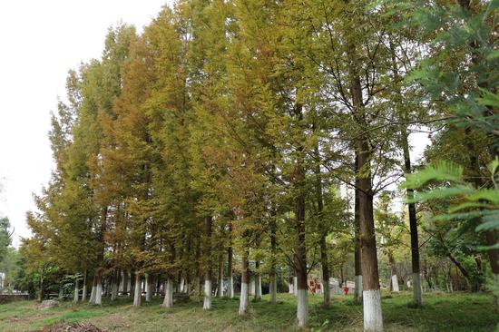 七星关区倒天河德溪公园段美景。 刘娟 摄