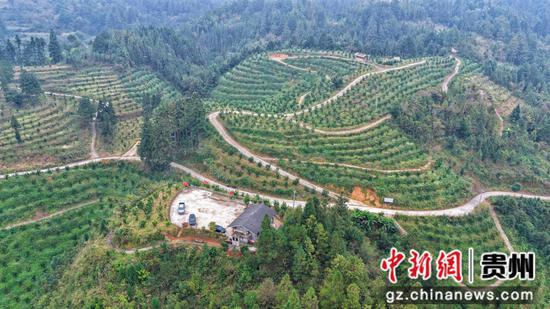 图为南明香柚基地航拍图。吴麟钦 摄