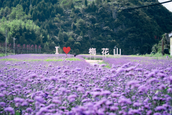 梅花山景区紫色花海（受访者供图）