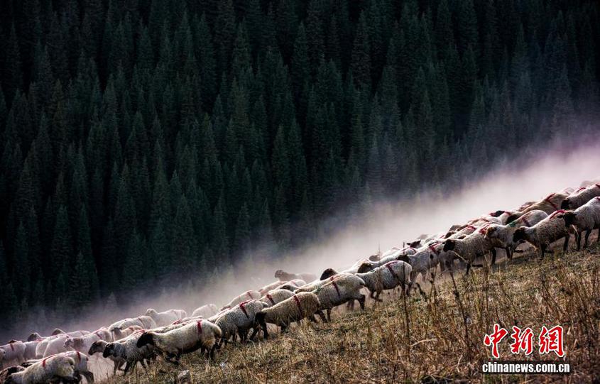翻山越岭逐水草 新疆可克达拉牧民年度转场进行时