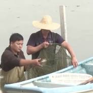 沙漠海鲜上新：塔克拉玛干西北缘首次养出生蚝