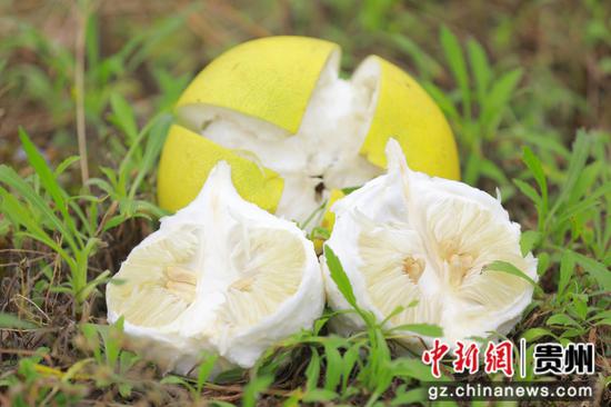 饱满多汁的香柚果肉。吴麟钦 摄
