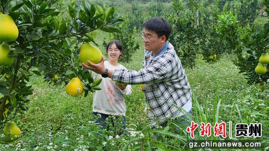 游客正在采摘香柚。吴麟钦 摄