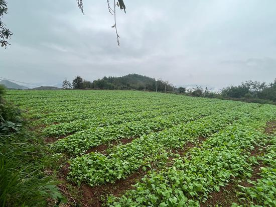 隆兴镇移栽完成的油菜苗长势喜人。任思宇 摄