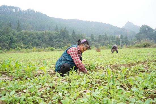村民在按需拔取油菜苗。周燕 摄