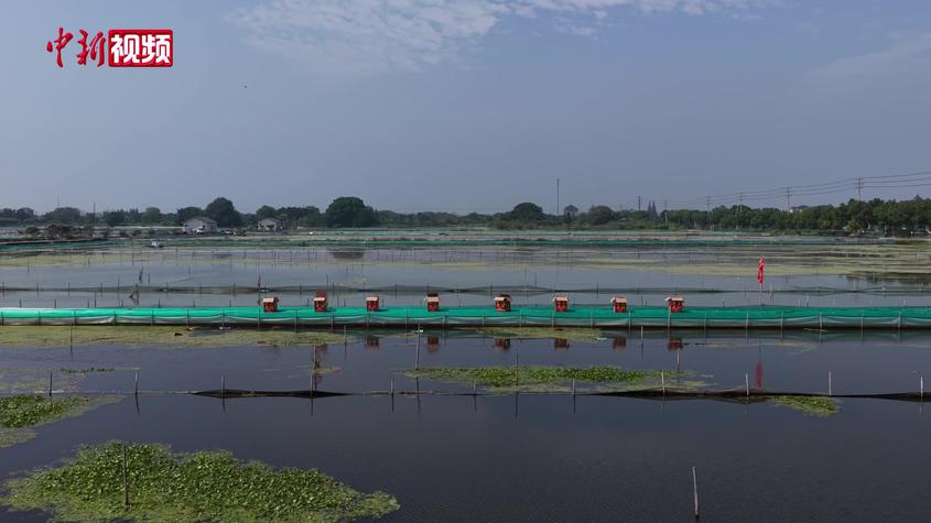 沙漠边育出“白玉蟹”：技术赋能让浙江湖鲜香飘海外