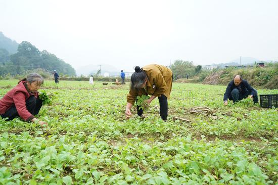 岑巩县羊桥乡羊桥村油菜集中育苗基地，村民在拔取油菜苗。周燕 摄