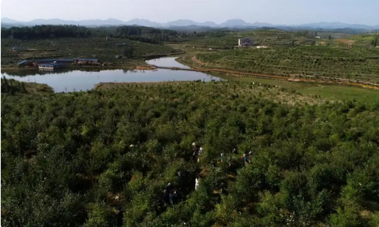 正大油茶产业基地 &nbsp;龙元彬 摄