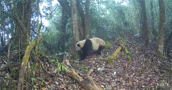 Wild giant panda captured on camera in Sichuan