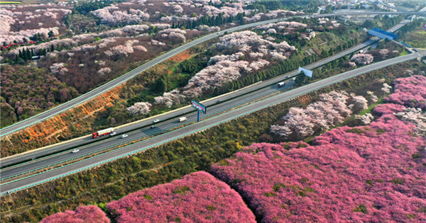 Driving through sea of cherry blossoms in spring