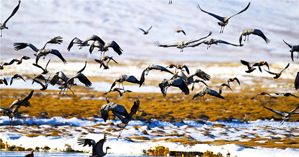 Migratory birds return to Bayanbulak Wetland in Xinjiang