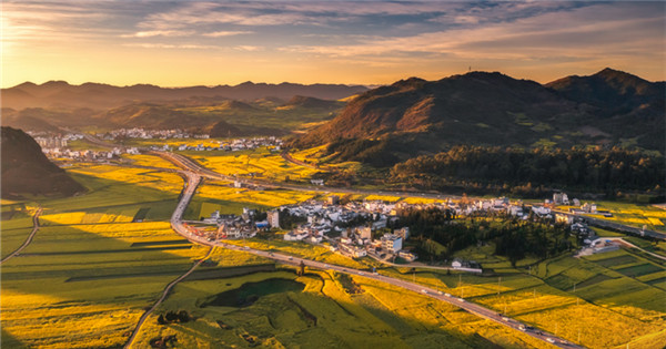 Golden farmland scene with blooming cole flowers in Yunnan