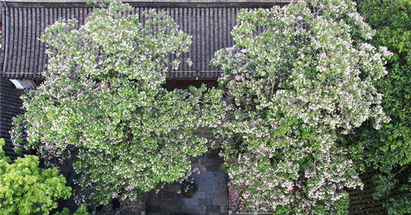 Centuries-old tree blooms in Hangzhou