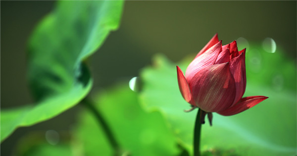 Lotus enters blooming season in summer