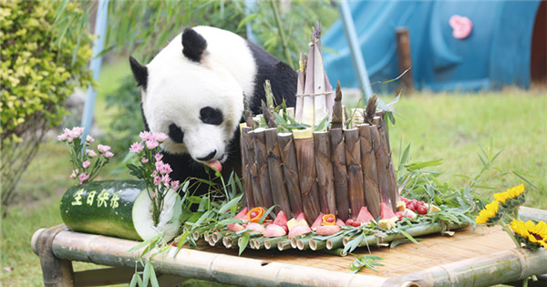 Giant panda Ya Ji celebrates 10th birthday