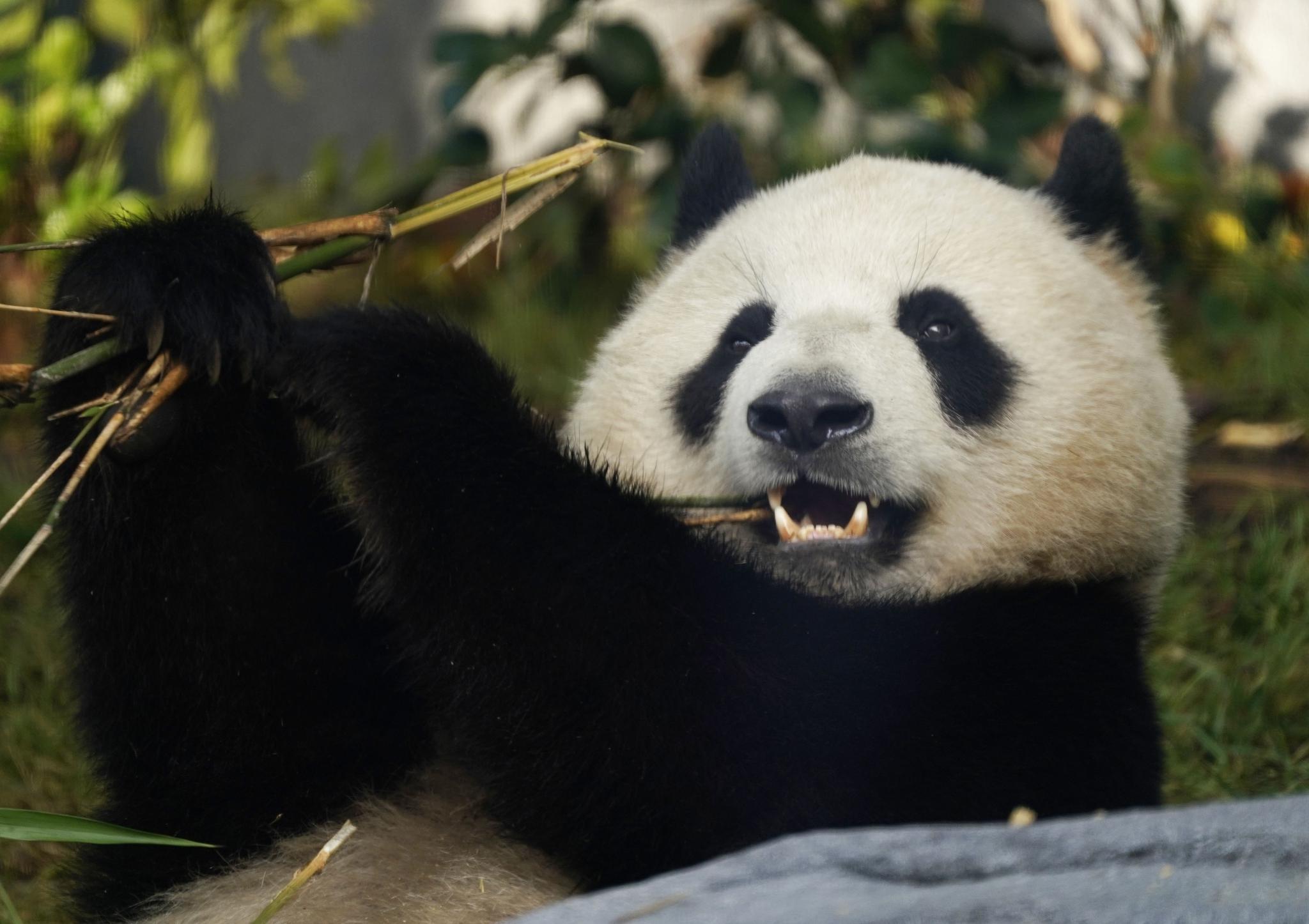 Giant pandas make public debut at San Diego Zoo