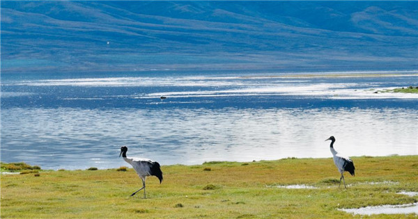 Black-necked cranes migrate to Qinghai for winter