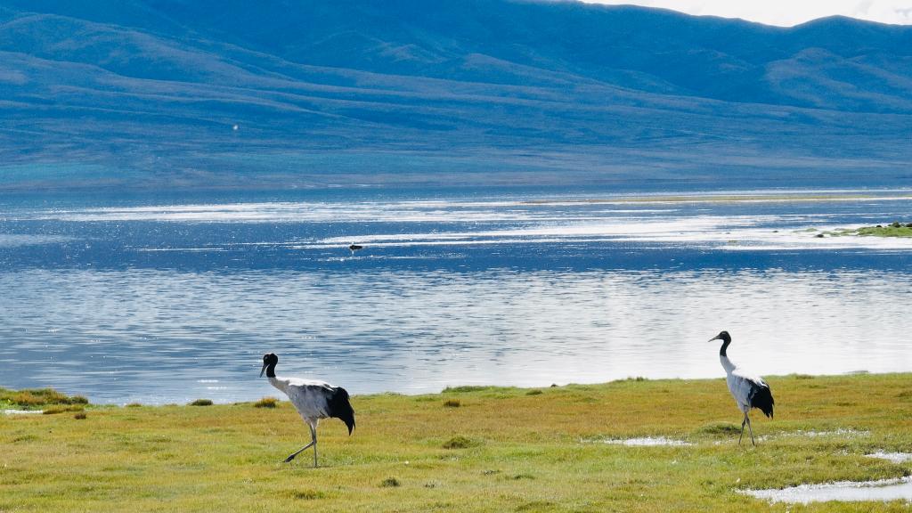 Black-necked cranes migrate to Qinghai for winte