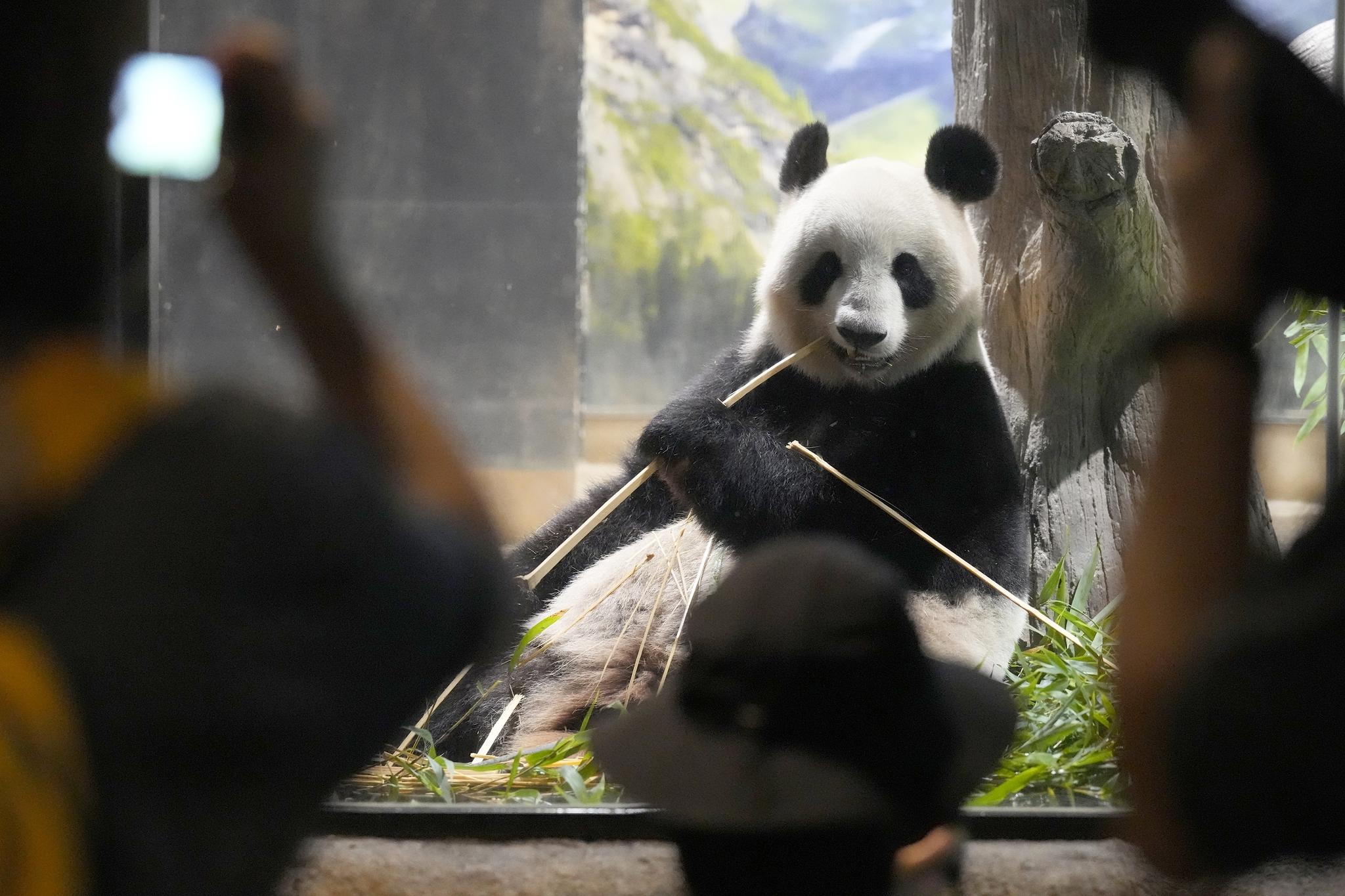 People bid farewell to giant panda pair in Japan