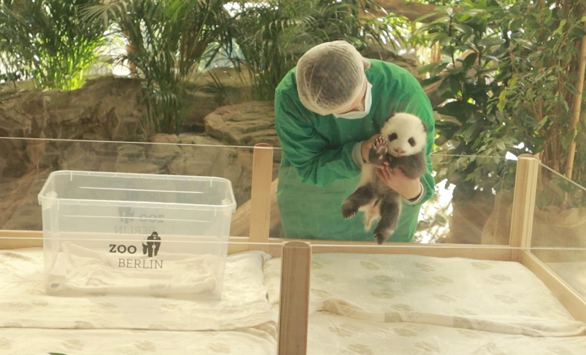 Twin panda cubs to make public debut at Berlin zoo