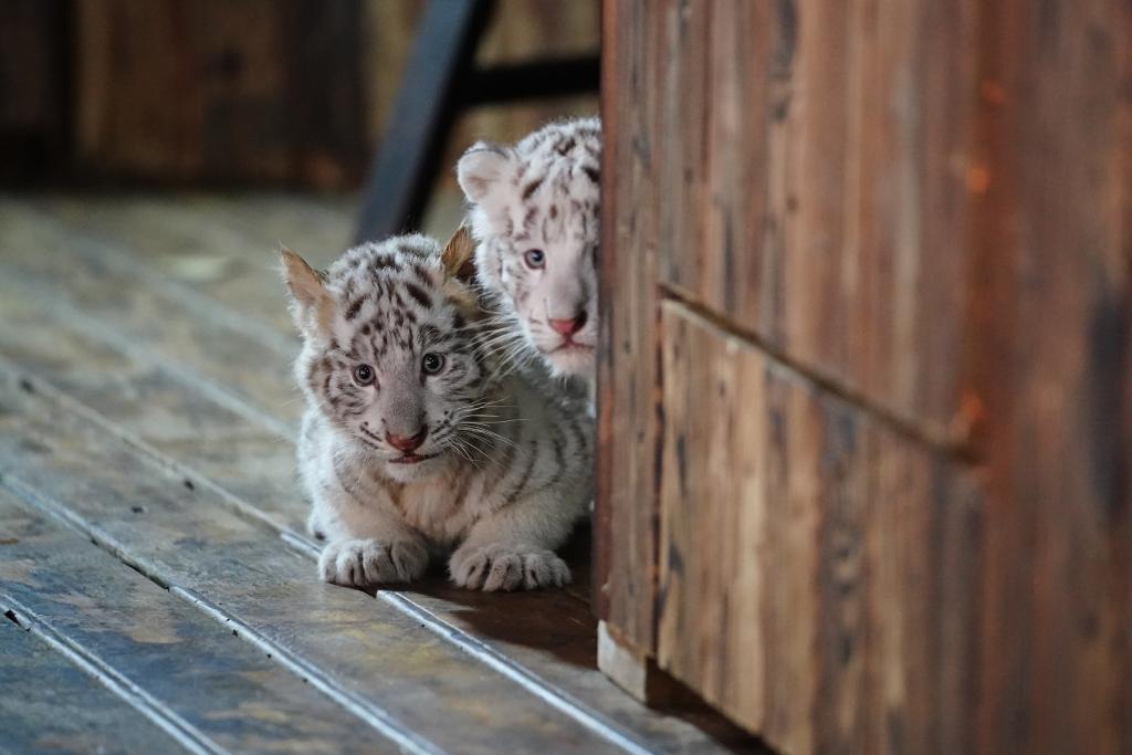 White tiger cubs meet public in Yunnan