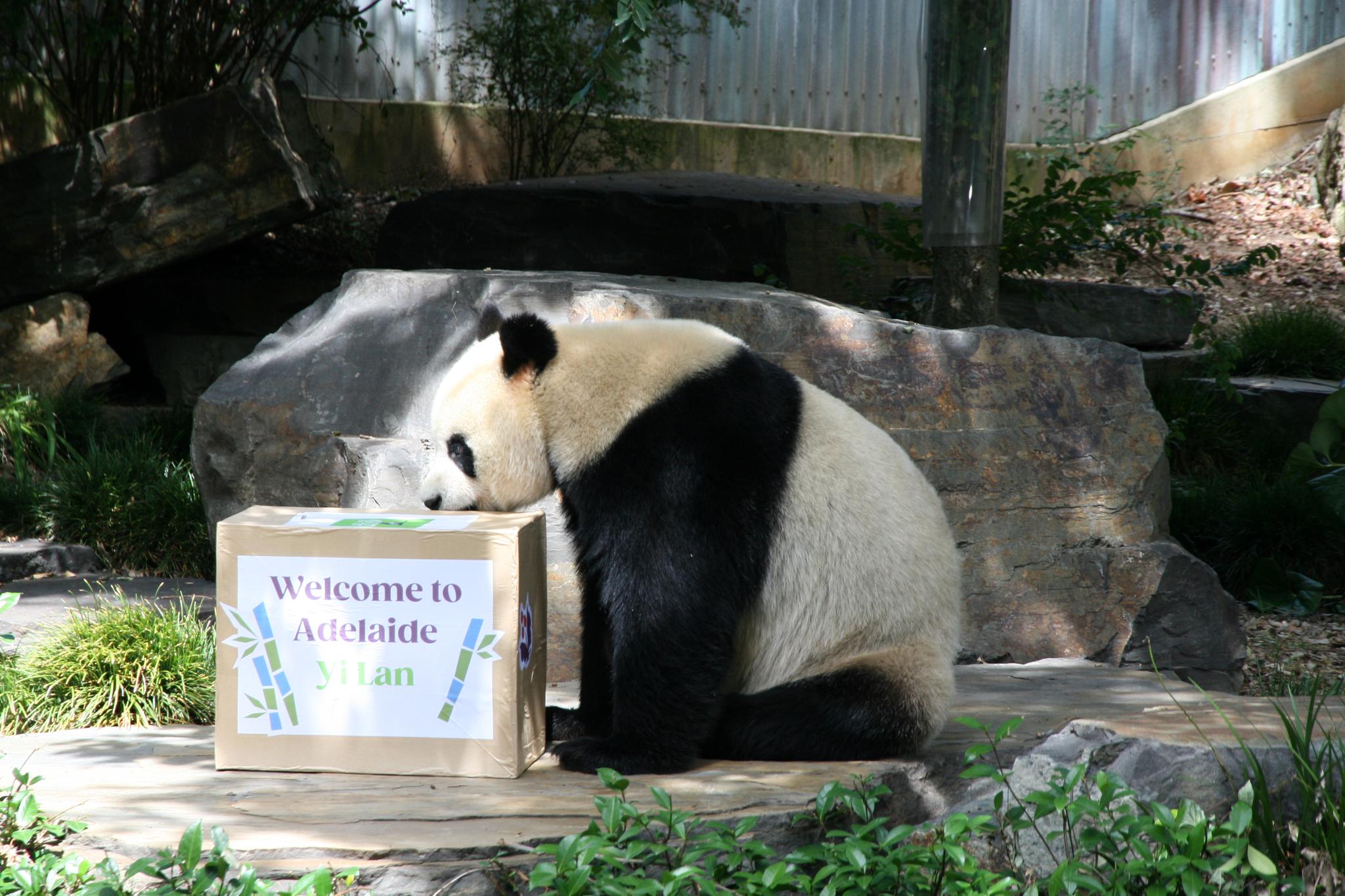 New pair of giant pandas make debut in Australia