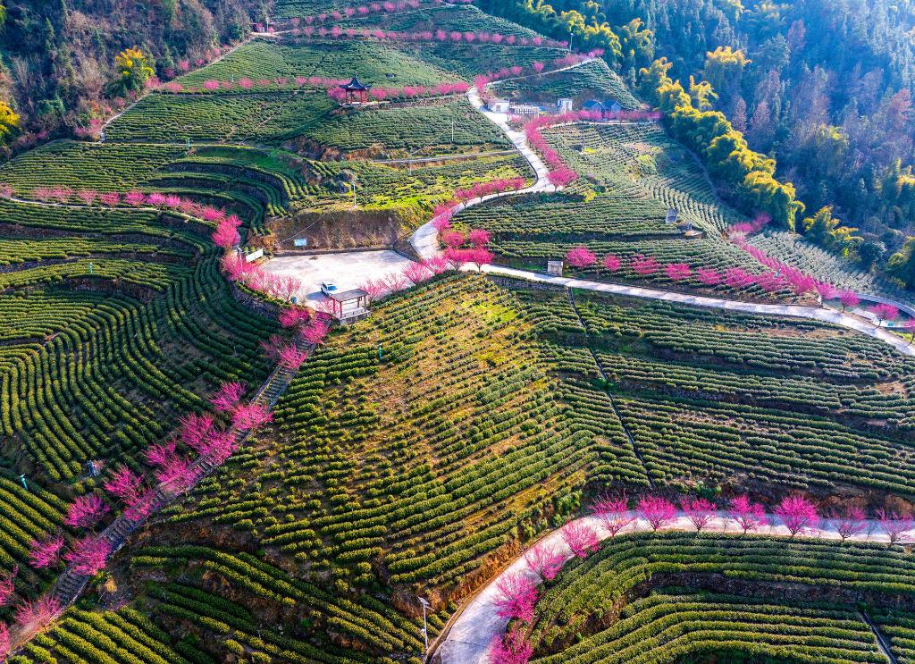 Plum flowers in tea garden add colors to Spring