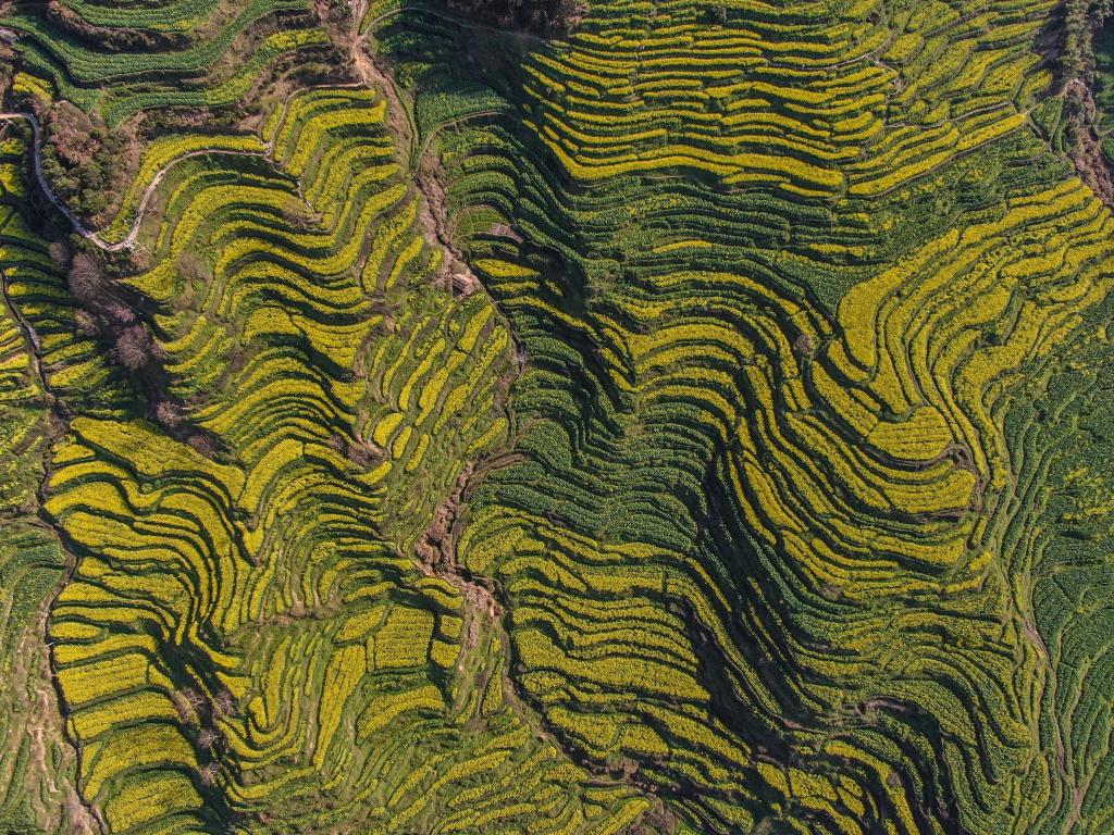 Terraced field covered by blooming cole flowers at Spring Equinox