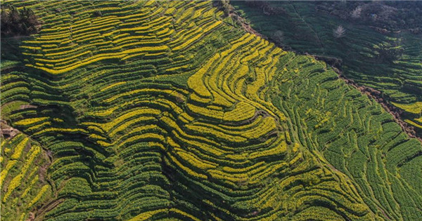 Terraced field covered by blooming cole flowers at Spring Equinox