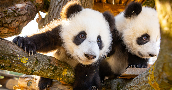 Giant panda cub twins venture out for first time at Berlin Zoo