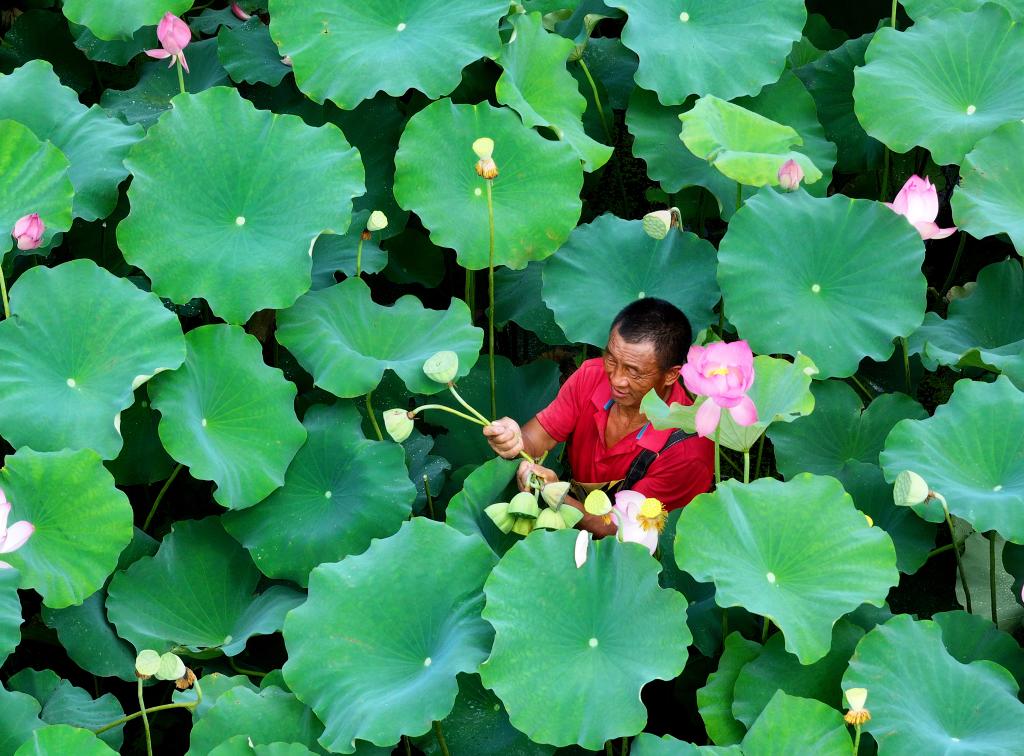Lotus seedpods enter harvest season in Zhejiang