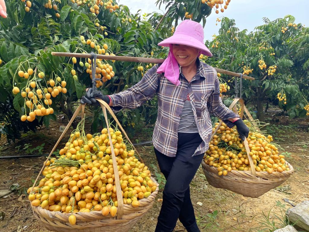 Bumper harvest of wampee fruits keeps farmers busy in Guangxi