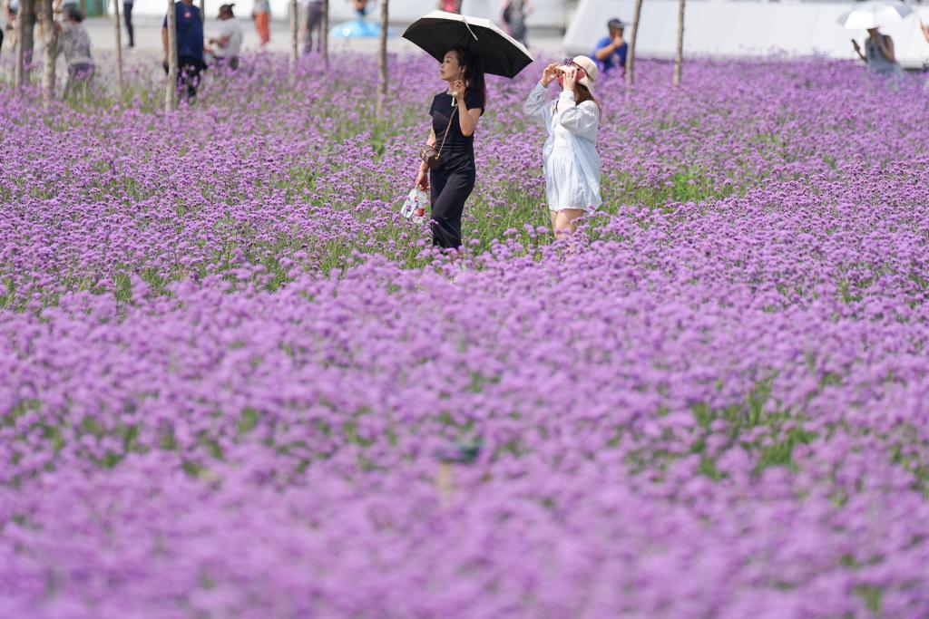 Sea of verbena flowers mesmerizes visitors in Harbin