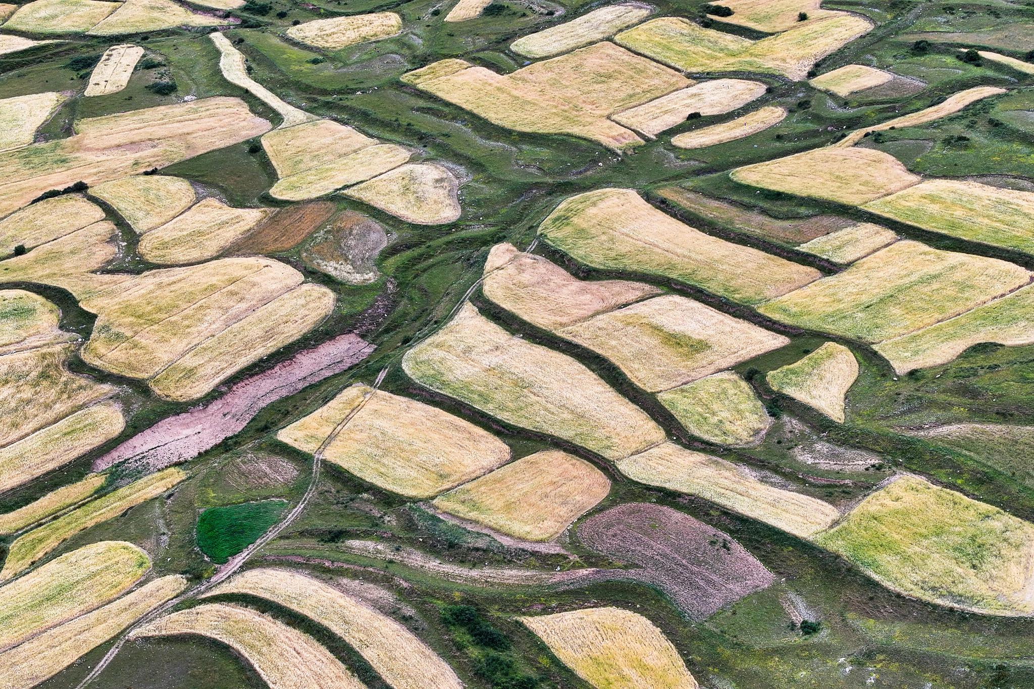 Highland barley in NW China's Yushu mature