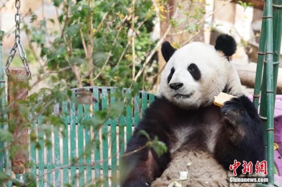 Giant panda Wang Shu plays during a celebration of her first birthday at Chongqing Zoo in southwest China's Chongqing Municipality, July 12, 2026. (Photo/China News Service)